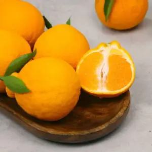 [올찬] 한라봉 중) 5kg 19 23과)