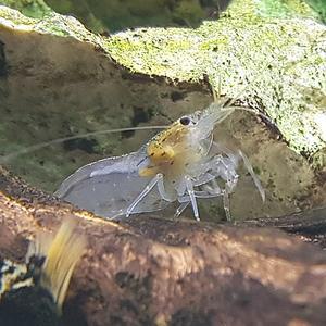 [신세계수족관] 이끼청소 야마토 새우 (대) 3.5cm급 5마리 / 10마리