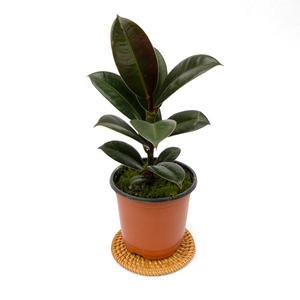 멜라니고무나무 실내 공기정화 반려 소형 모종 식물