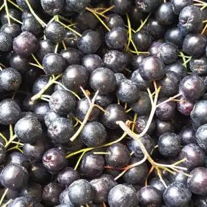 전북 고창 햇 아로니아 냉동과 최상품 10kg/줄기제거안됨