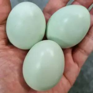 청란 유정란 무항생제 동물복지 청계란 40구