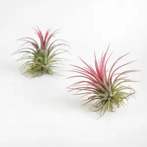 틸란드시아 이오난사 중형 먼지먹는 공기정화 식물