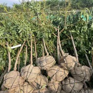 (나무)천도복숭아 / 3년생 / 결실주