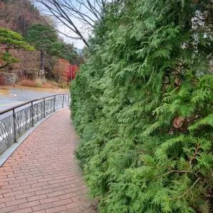 편백나무 50cm전후 포트묘 편백 실생 묘목 생울타리 경계수 정원조경나무 노지월동 상록수 (목하원예조경)