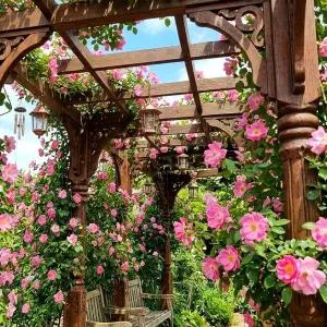 [같이가치농원]안젤라덩쿨 줄장미 5주 망포트 넝쿨장미 개화주 묘목 노지월동 여름꽃 덩굴 장미