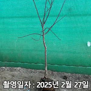 사과나무 / 부사 / 성목 4년생 / 결실주