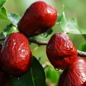 사과대추나무 묘목 / 태상왕 사홍 / 개량품종 자가결실 초대과종