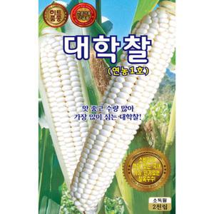 (씨앗) 대학찰옥수수 (연농1호) - 2천립 - 백색 대학찰골드옥수수 씨앗 종자 - 전문농가용 대포장