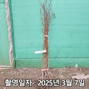 천도복숭아 / 레드골드 / 접목1년 / 1등묘