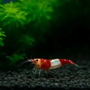 레드릴리 새우 10마리