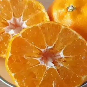 당일수확 고당도 명품 제주 천혜향 못난이 가정용 5kg