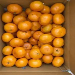 말선농원 가정용 선물용 노지감귤 타이벡, 쥬스용 왕귤 10kg