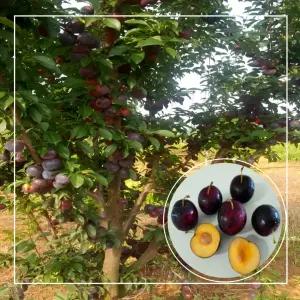 서울농원묘목/체리나무 바이오체리 나무 3년생 흑등금 결실주 분묘 (소)