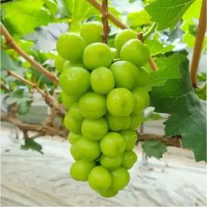 서울농원묘목/샤인머스켓 포도나무 3년생 결실주 분묘 청포도 망고포도