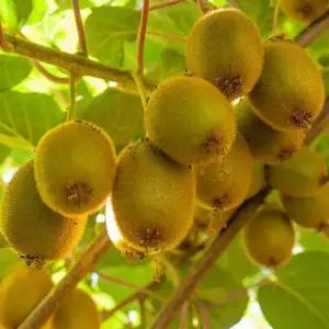 그루담다 키위나무 그린키위 묘목 2년생