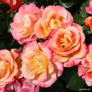 독일사계장미 에어브러쉬 6치 포트묘 화단장미 묘목 조경수