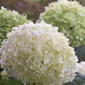 스트롱아나벨 수국 미국수국 묘목 노지월동 다년생 15cm포트 DR228