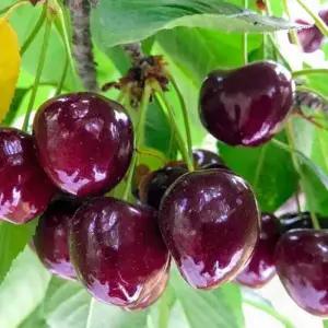 체리나무 첼란 추위에 강한 크림스크대목 접목1년  묘목  DR841