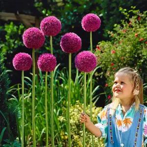 꽃모종 알리움 기간티움(대형종) 12cm분