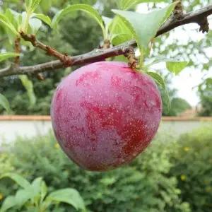 자두나무 왕자두 접목1년(중묘)