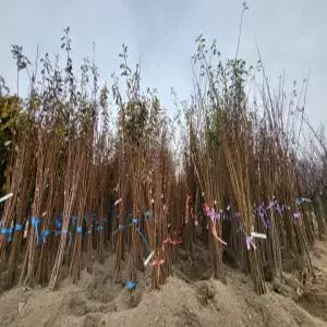 (경기농원)자두나무묘목 접목 1년생 특묘 왕자두 로얄대석 추희 호무샤 왕피자두