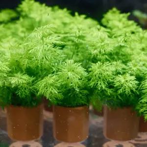 풍성한 포트수초 암브리아 수족관 어항 열대어