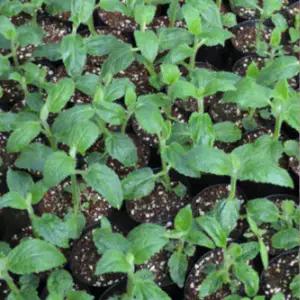 골뱅이형 초석잠모종 트레이모판 10개 wj263