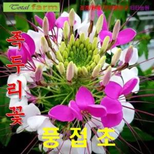 꽃이 웅장하고 화려한 솔잎 풍접초족두리꽃20립 야생화씨앗 희귀씨앗 꽃씨