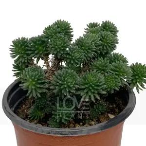 소송록 다육식물 미니 소나무 수형 예쁜 희귀 다육 화분 키우기 쉬운 식물