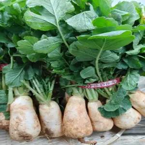 알타리무 총각무 초롱무 3kg내외 1다발 야채맘