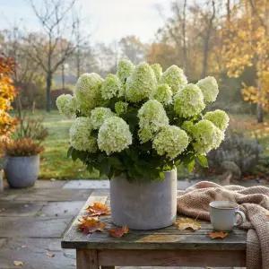 [같이가치농원]왜성목수국 나무수국리틀스푸키 포트 묘목 개화주 정원조경수 여름꽃 노지월동