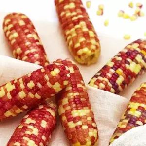 알록달록 홍찰 냉동 삶은 찰옥수수 10개 10~15cm내외