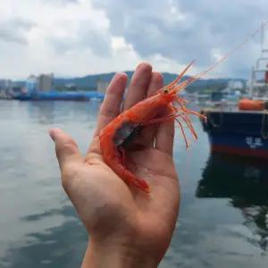 동해 묵호항 단새우 500g 홍새우 아마에비