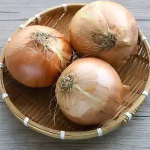 국내산 햇 양파 10kg 소