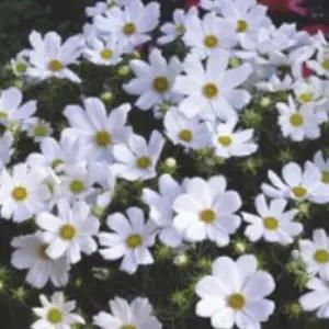 화이트 야생화 꽃씨 종자 코스모스 품종 씨앗 200립 씨앗종자 정원가꾸기