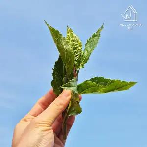 제주 애월 향긋한 봄나물 생 취나물 4kg