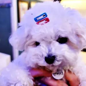 강아지 사각 강아지삔 똑딱핀 5P 머리핀 강아지삔 강아지머리핀 애견핀