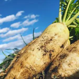 맛 좋은 직접선별 단단한 아삭아삭 제철 무우 무 특품