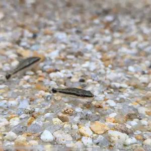 열대어 오토싱 1마리 수조 이끼 청소부