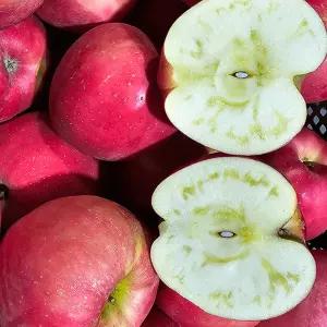 2026 첫수확 청송 꿀범벅 햇 부사 사과 10KG 대과