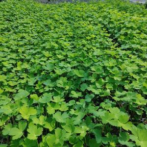 방풍모종 50개 (트레이 50구) 식방풍나물 모종