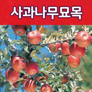 [태영]사과나무묘목-부사,홍로,루비에스.알프스오토매 특묘 이중 접목묘