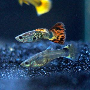 믹스 구피 5마리