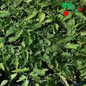 명품 왕토마토 찰토마토 모종 (1개)~ 베란다 텃밭 시장 씨앗 채소 묘목