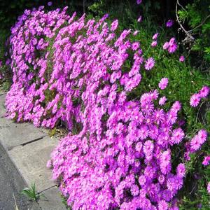 [나무팜]분홍송엽국모종(4치포트12개/한판)사철채송화 오래피는꽃모종 조경용 관상용