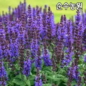 숙근샐비어 숙근사루비아 모종, 보라꽃 10cm포트 5개
