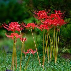 순희농장 꽃무릇 구근 가을꽃 야생화 모종 50개 묶음