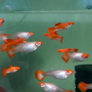 [신세계수족관] 알비노 루돌프 구피 1마리