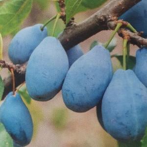 서양자두 유실수 묘목 슈가 푸룬 1주 접목 과실수