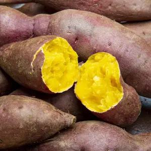 국내산 비세척 꿀고구마 한입 2kg 간식